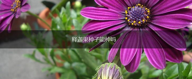 释迦果种子能种吗,第1张