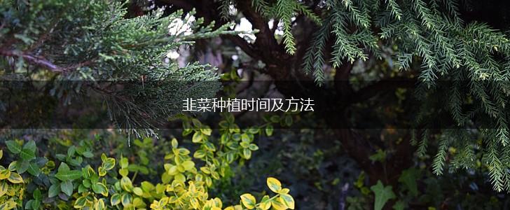 韭菜种植时间及方法,第1张