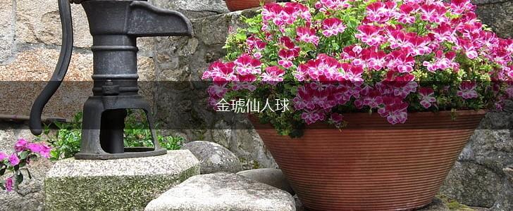 金琥仙人球,第1张