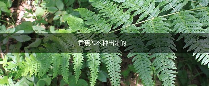 香蕉怎么种出来的,第1张