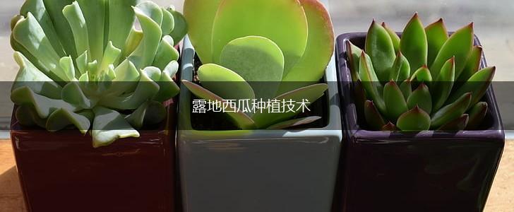 露地西瓜种植技术,第1张