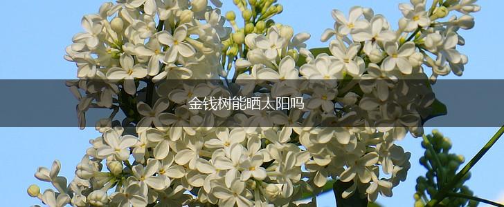金钱树能晒太阳吗,第1张