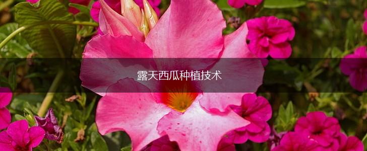 露天西瓜种植技术,第1张