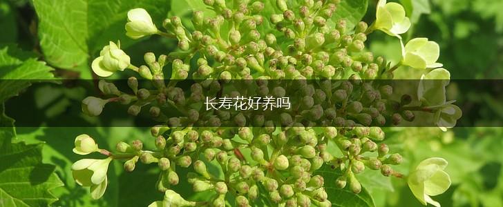 长寿花好养吗,第1张