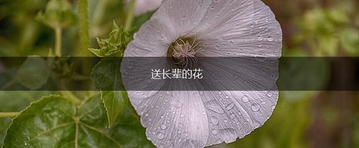 送长辈的花,第1张