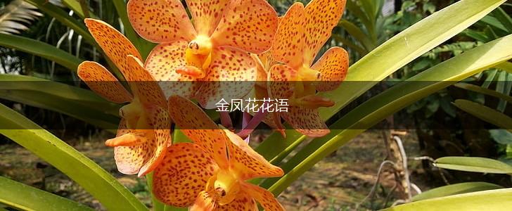 金凤花花语,第1张