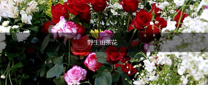 野生山茶花,第1张