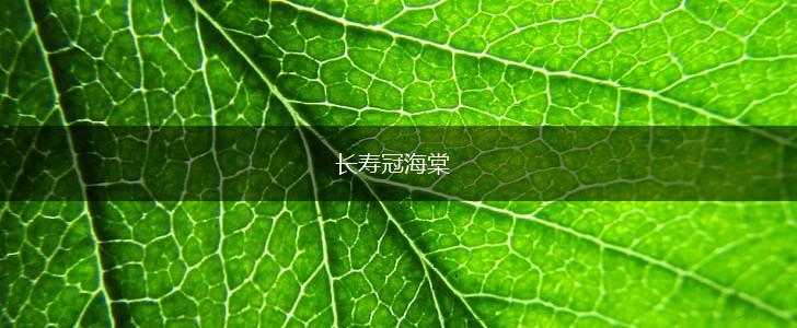 长寿冠海棠,第1张