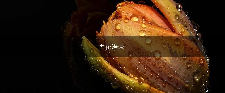 雪花语录,第1张