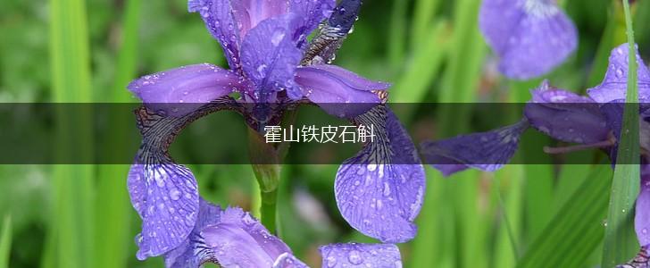 霍山铁皮石斛,第1张