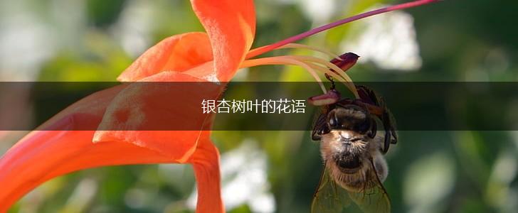 银杏树叶的花语,第1张