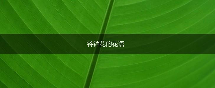 铃铛花的花语,第1张