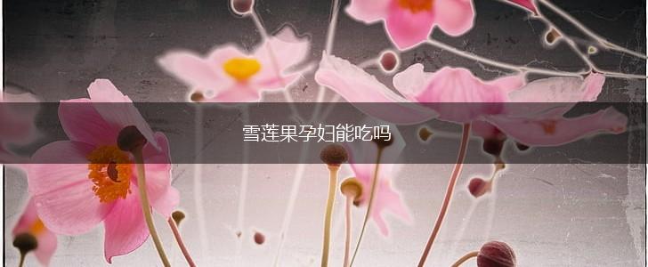 雪莲果孕妇能吃吗,第1张