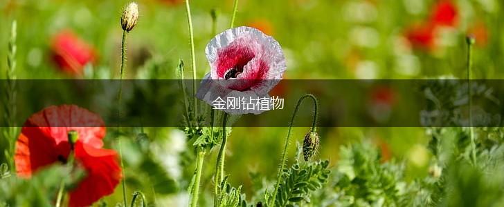 金刚钻植物,第1张