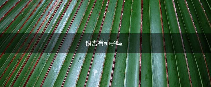 银杏有种子吗,第1张