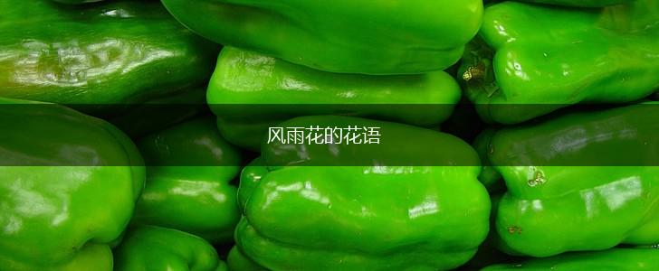 风雨花的花语,第1张