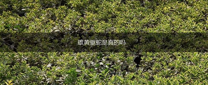 雄黄驱蛇是真的吗,第1张