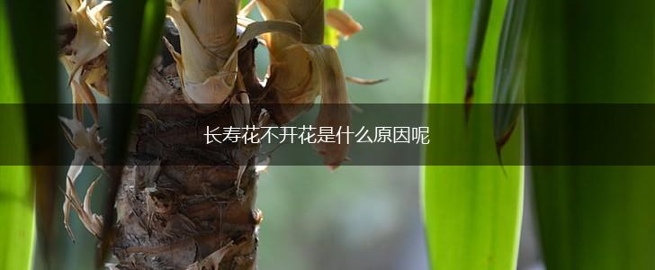 长寿花不开花是什么原因呢,第1张