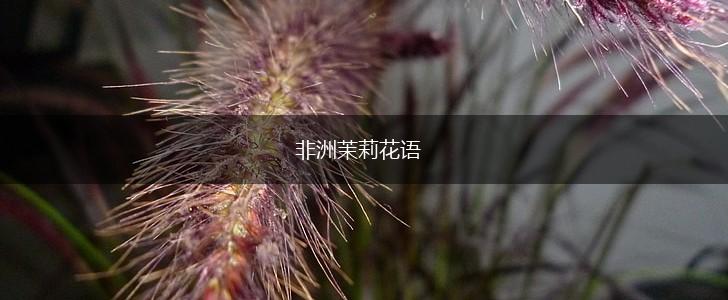 非洲茉莉花语,第1张