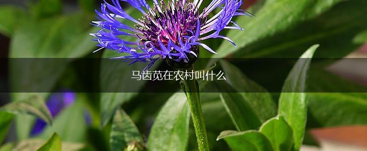 马齿苋在农村叫什么,第1张