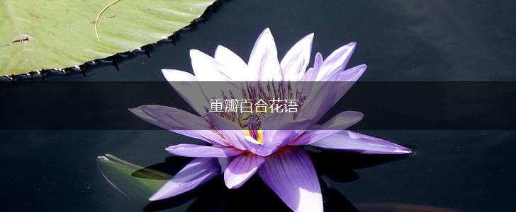 重瓣百合花语,第1张