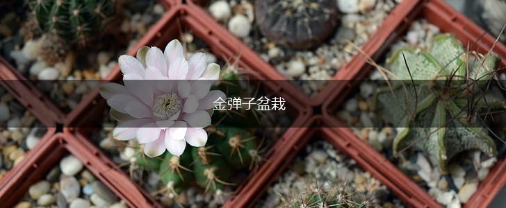 金弹子盆栽,第1张