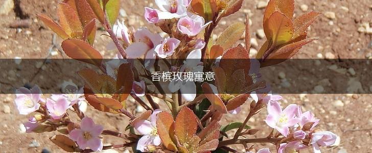 香槟玫瑰寓意,第1张