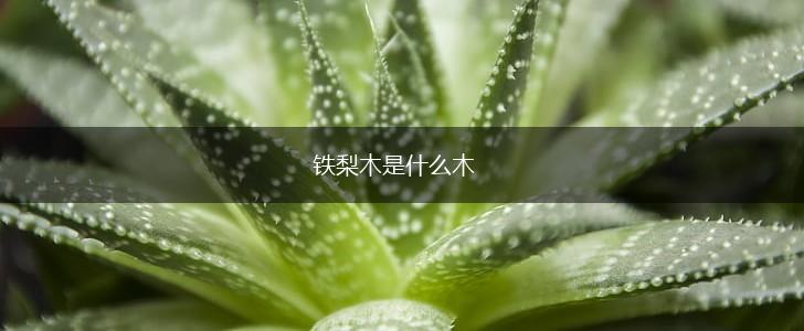 铁梨木是什么木,第1张