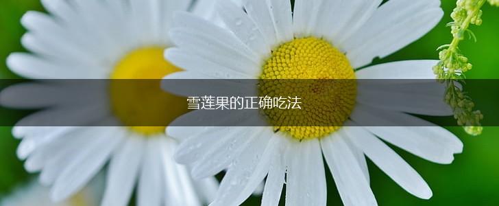 雪莲果的正确吃法,第1张