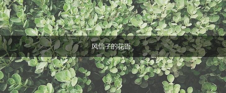 风信子的花语,第1张