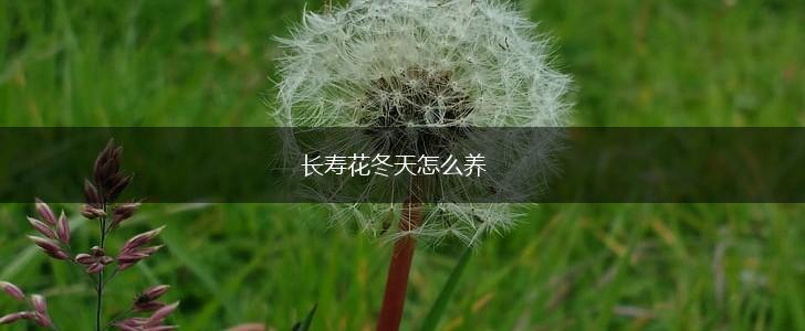 长寿花冬天怎么养,第1张