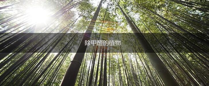 除甲醛的植物,第1张