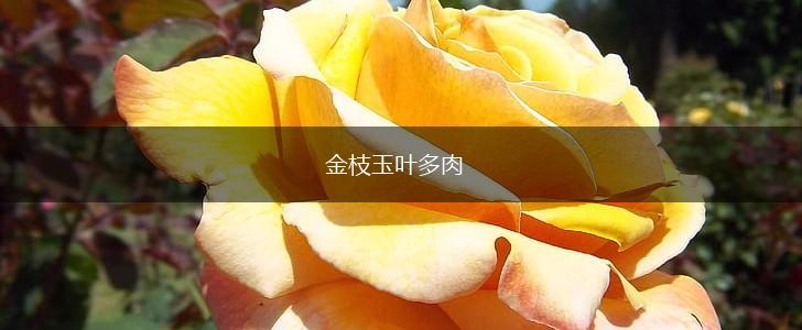 金枝玉叶多肉,第1张