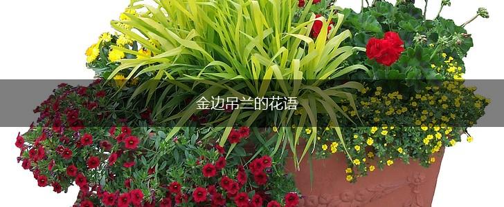 金边吊兰的花语,第1张