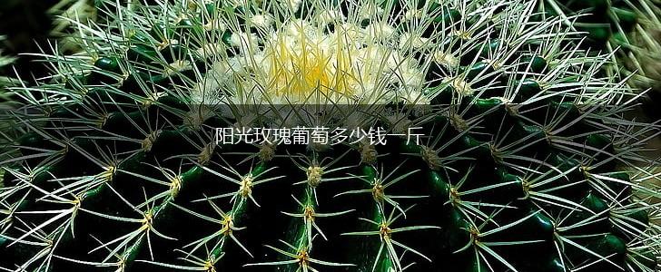 阳光玫瑰葡萄多少钱一斤,第1张