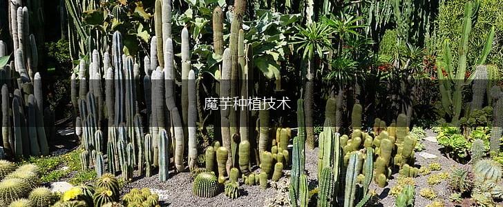 魔芋种植技术,第1张