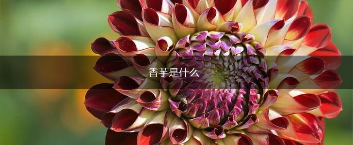 香芋是什么,第1张