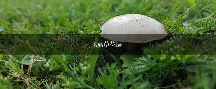 飞燕草花语,第1张