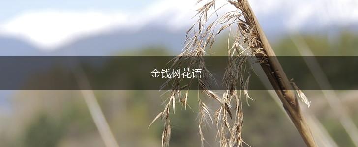 金钱树花语,第1张
