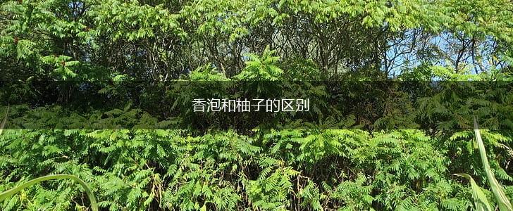 香泡和柚子的区别,第1张