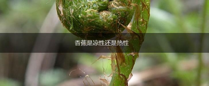 香蕉是凉性还是热性,第1张