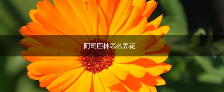 阿司匹林怎么养花,第1张