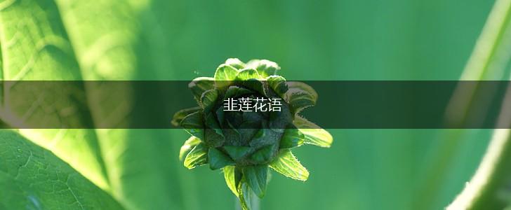 韭莲花语,第1张