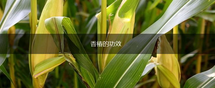 香椿的功效,第1张