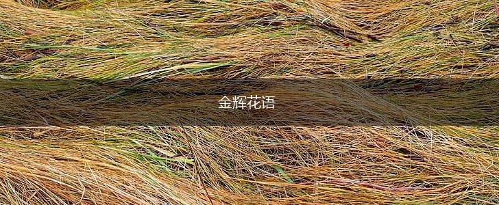 金辉花语,第1张
