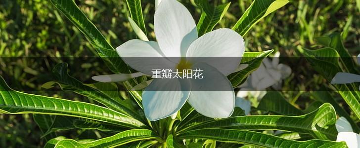 重瓣太阳花,第1张