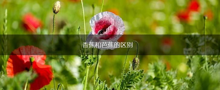 香蕉和芭蕉的区别,第1张