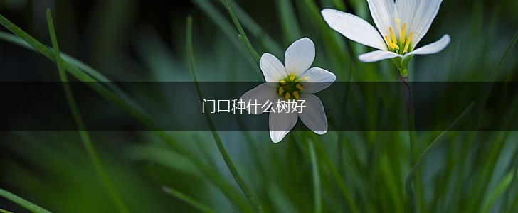 门口种什么树好,第1张