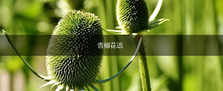 香樟花语,第1张