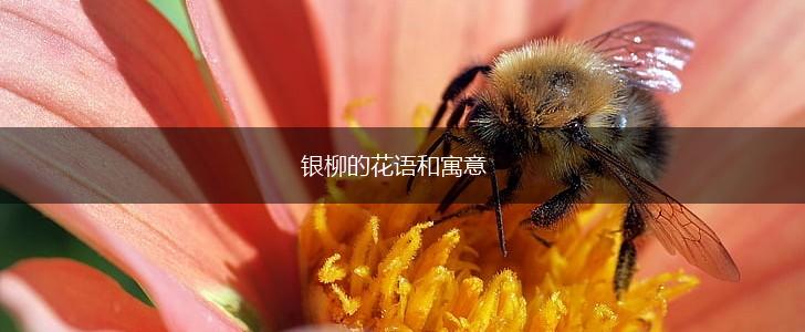 银柳的花语和寓意,第1张
